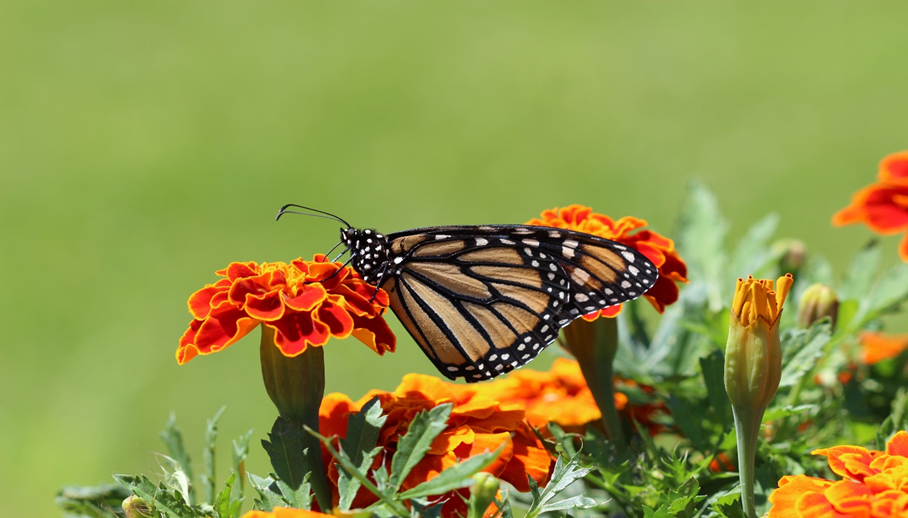 Butterfly Garden | Photo from Pexels Website
