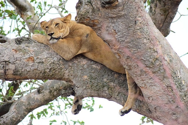 ishasha, lion, tree climbing, uganda, africa, tree, park, nature, predator, brown lion, brown park, ishasha, lion, uganda, uganda, uganda, uganda, uganda