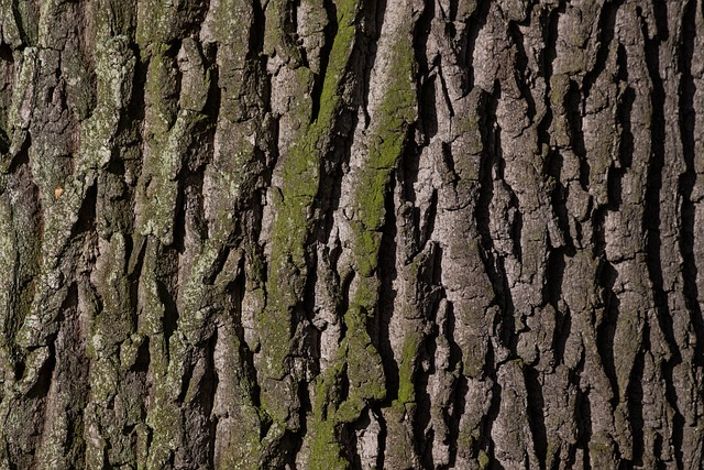 bark, tree, oak