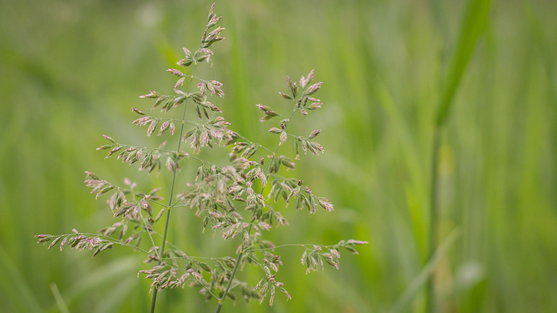 An image of a tall stalk of poa annua grass.