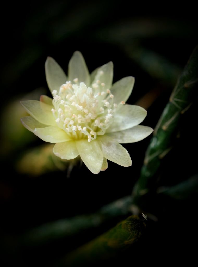 Hairy Stemmed Rhipsalis