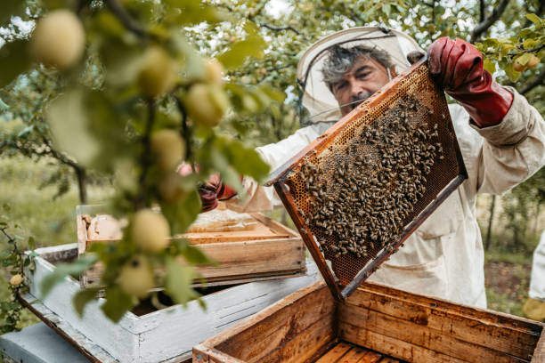 Keeping bees naturally without chemicals