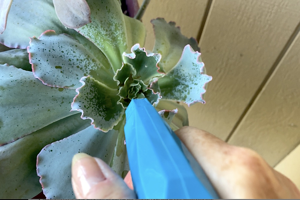 treat spider mites, predatory mites