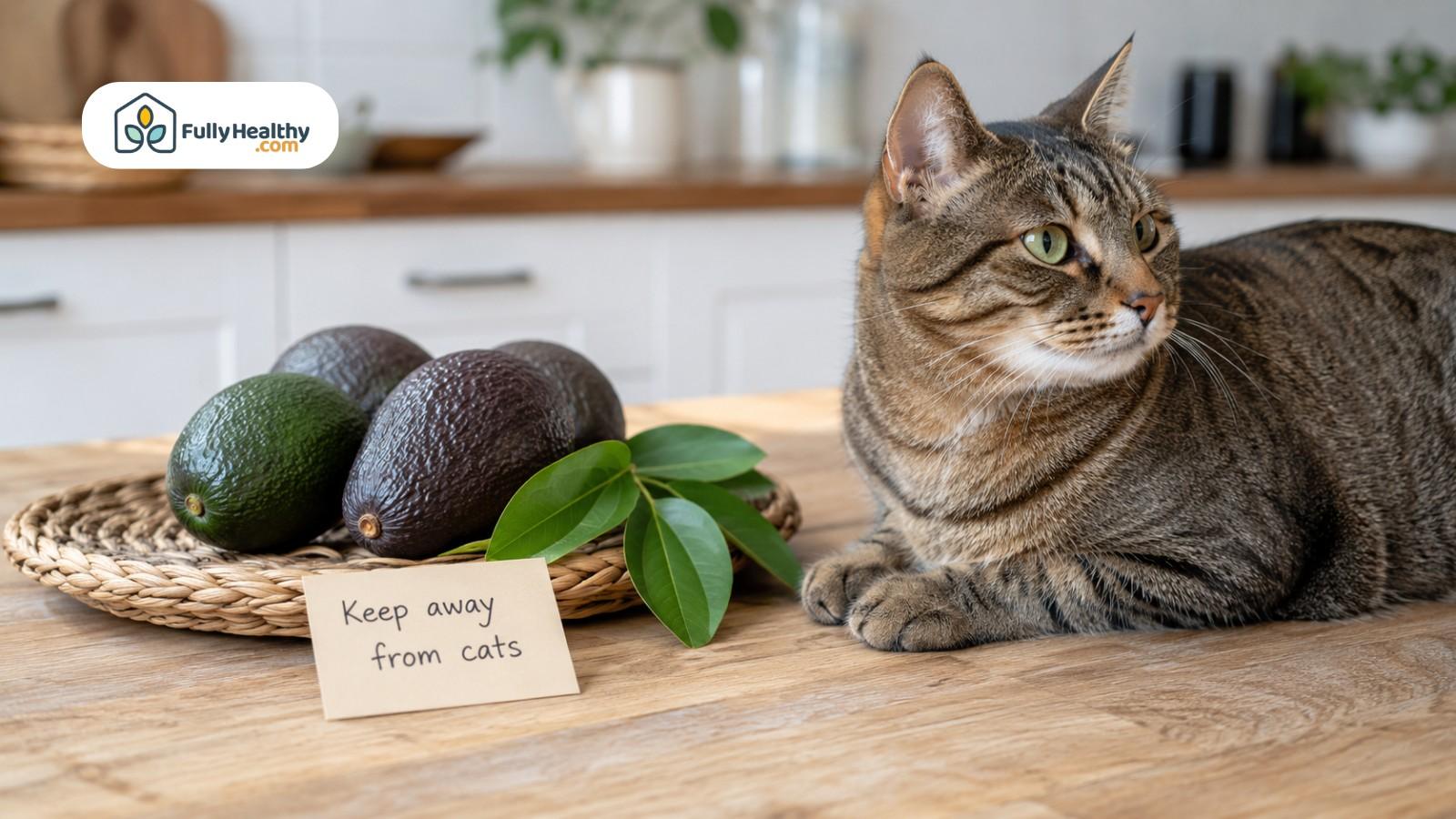 Cat resting near avocados with sign warning keep away from cats