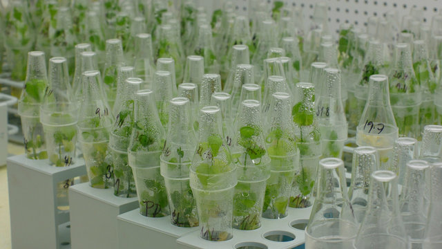 in vitro aquatic plants