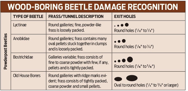 An image displaying types of wood-boring beetle damage.