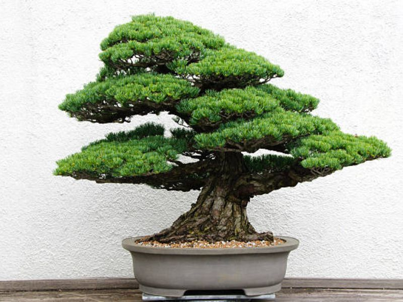 Coniferous bonsai tree species