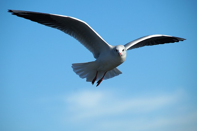 seagull, bird, flight