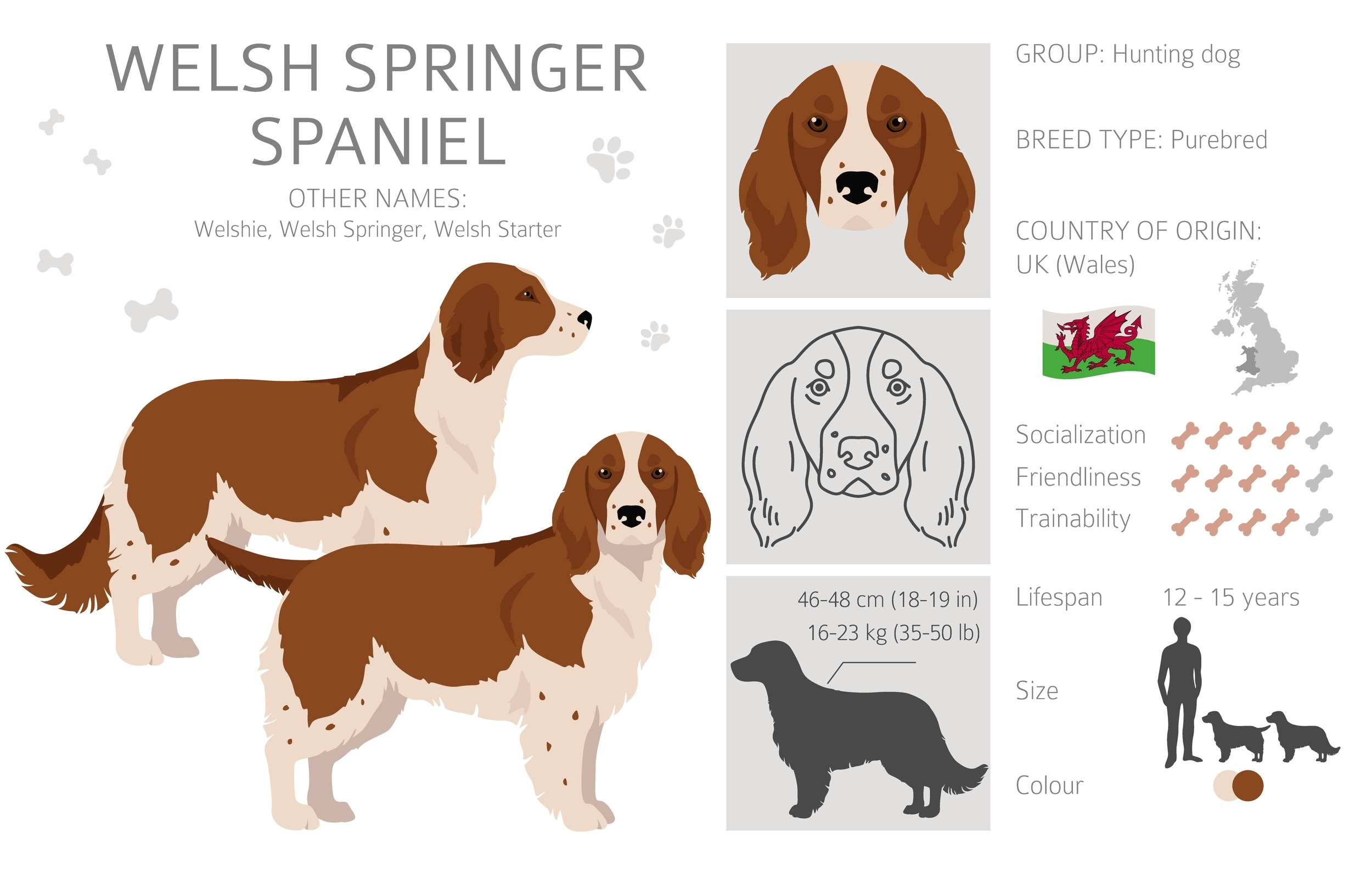 An infographic of the Welsh Springer Spaniel