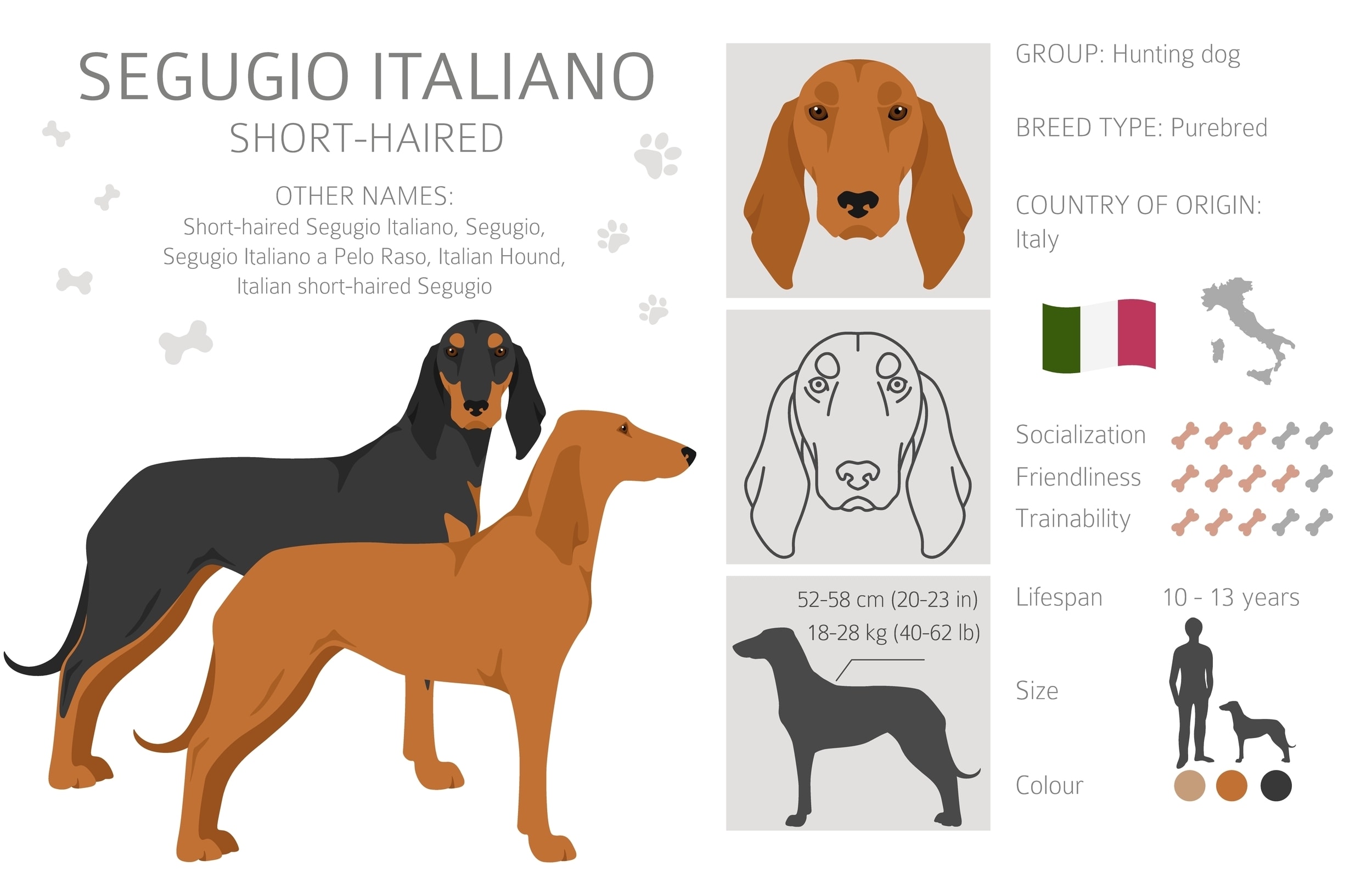 An infographic of the Segugio Italiano