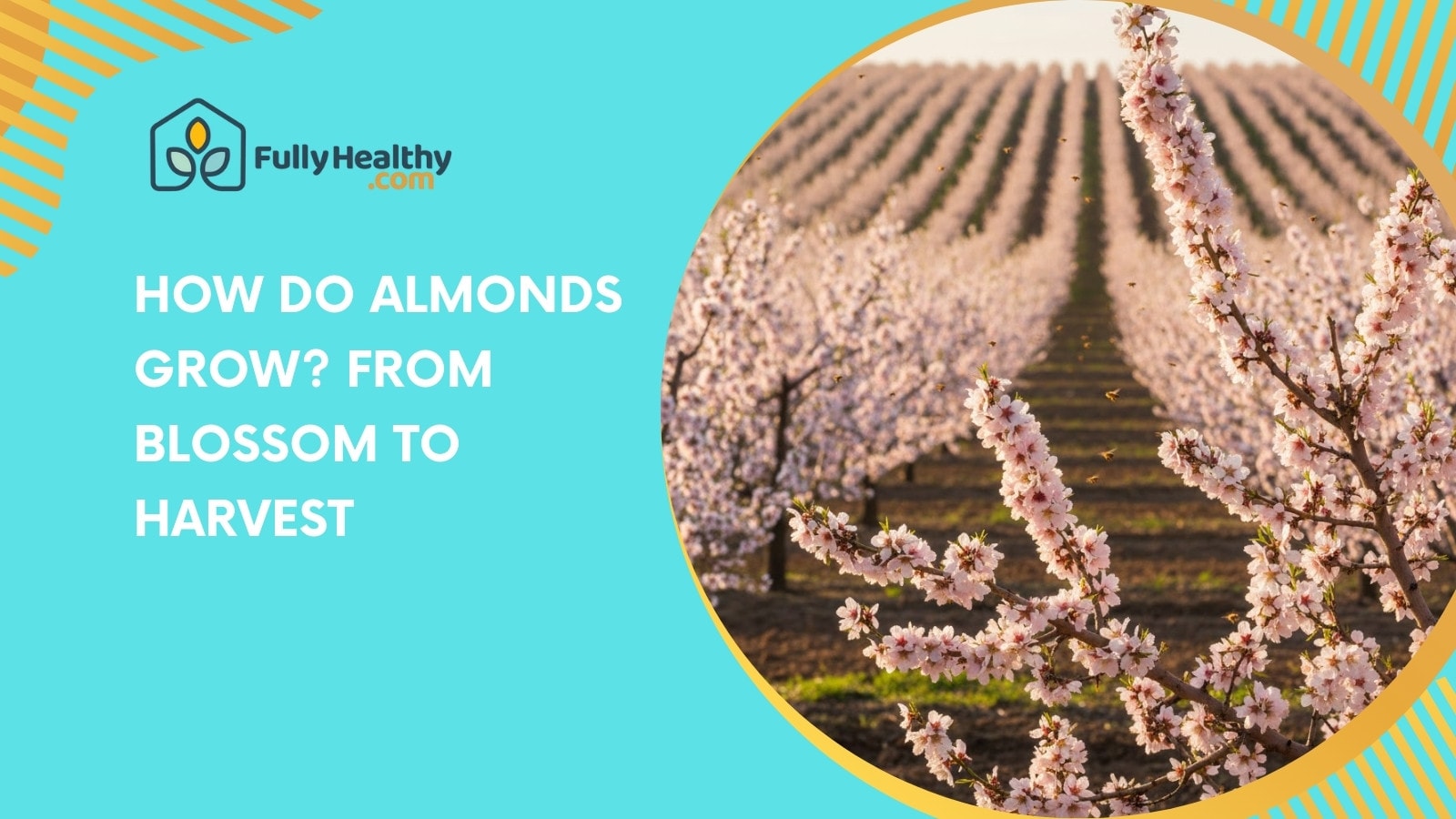 How Do Almonds Grow? From Blossom To Harvest