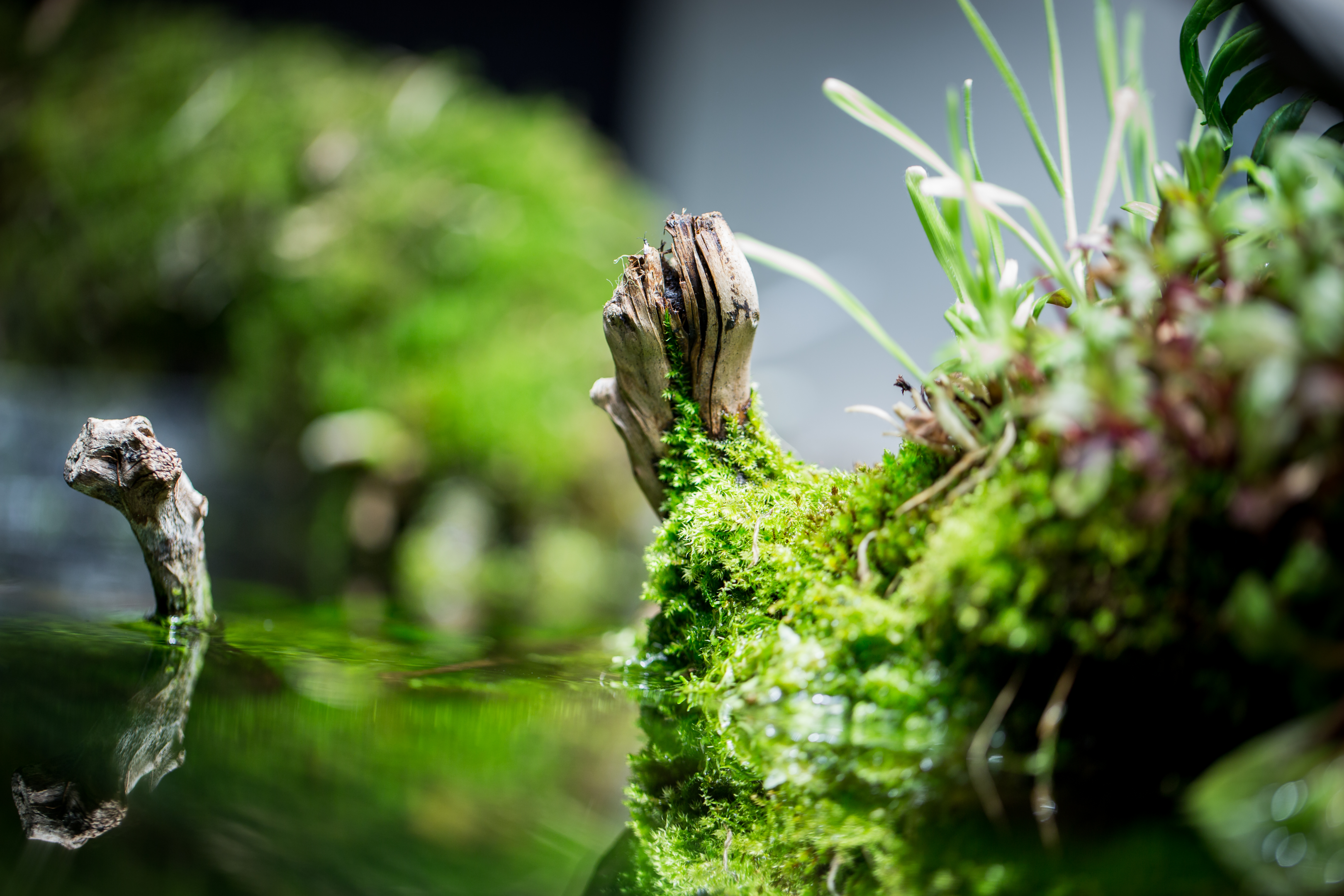 a root at the water surface