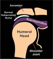 Neer Test (Latest 2022) - Physio Study