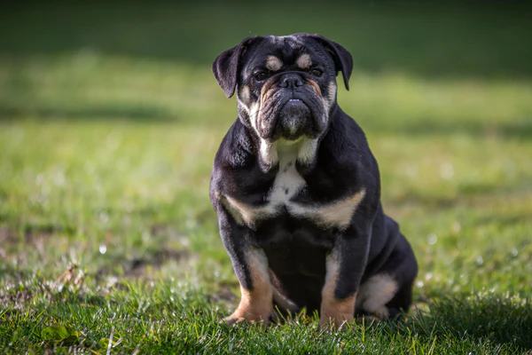 brown and white english bulldog