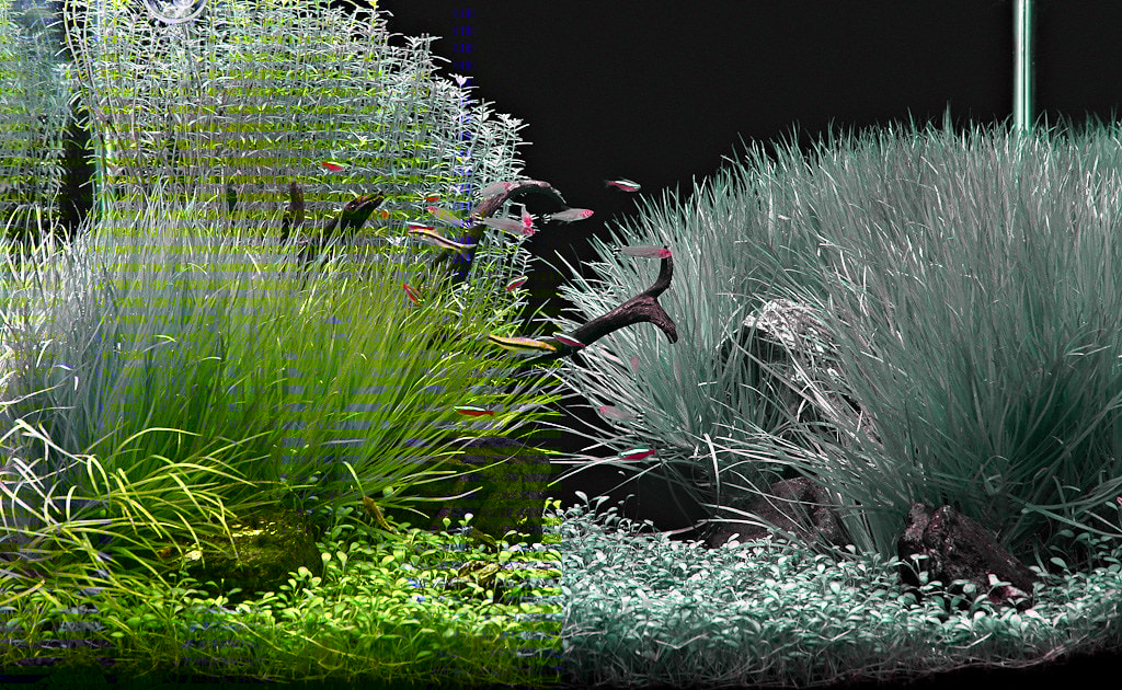 Live plants can help minimize the formation of surface scum