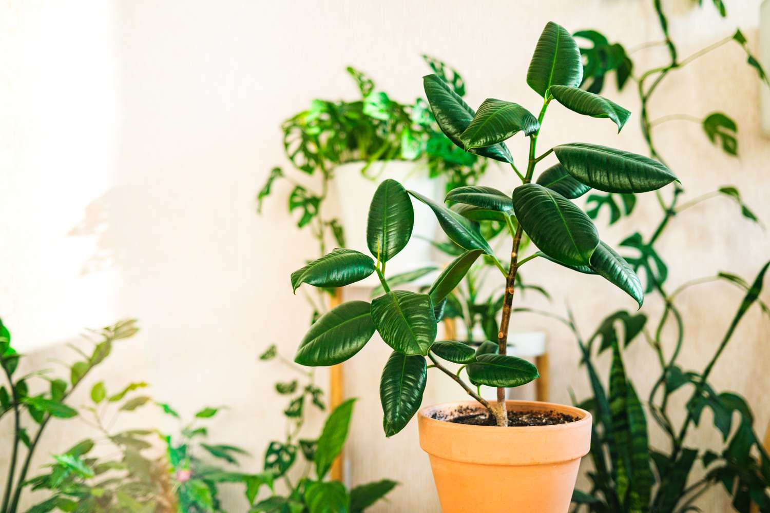 variegated baby rubber plant, pruning