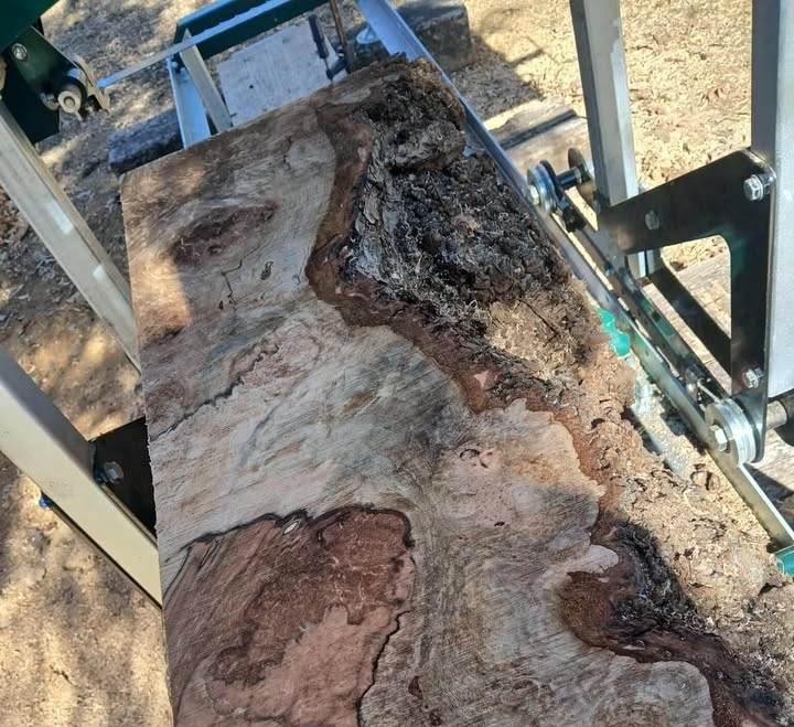 A slab sitting on the bed of a Woodland Mills HM122 portable sawmill. 