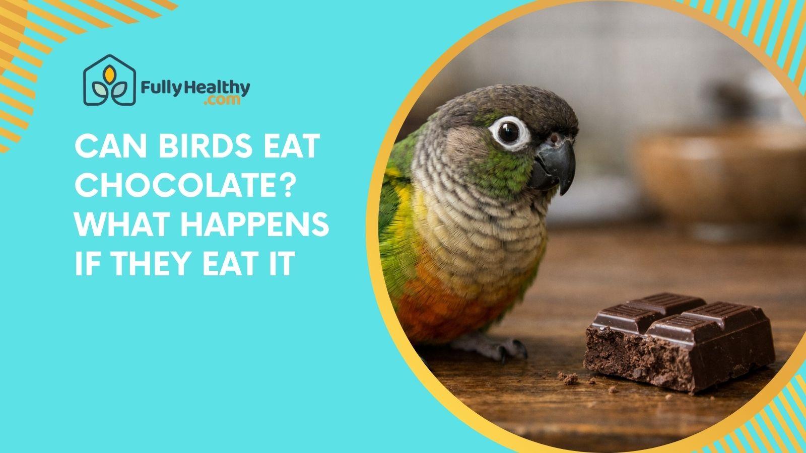 Can Birds Eat Chocolate? What Happens If They Eat It
