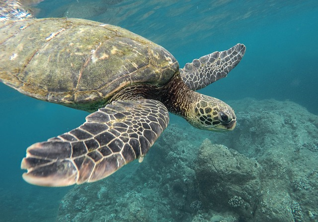 animal, turtle, coral reef