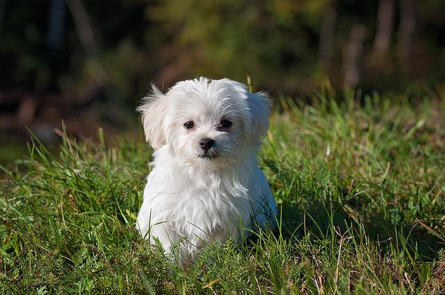 Cute White dog names