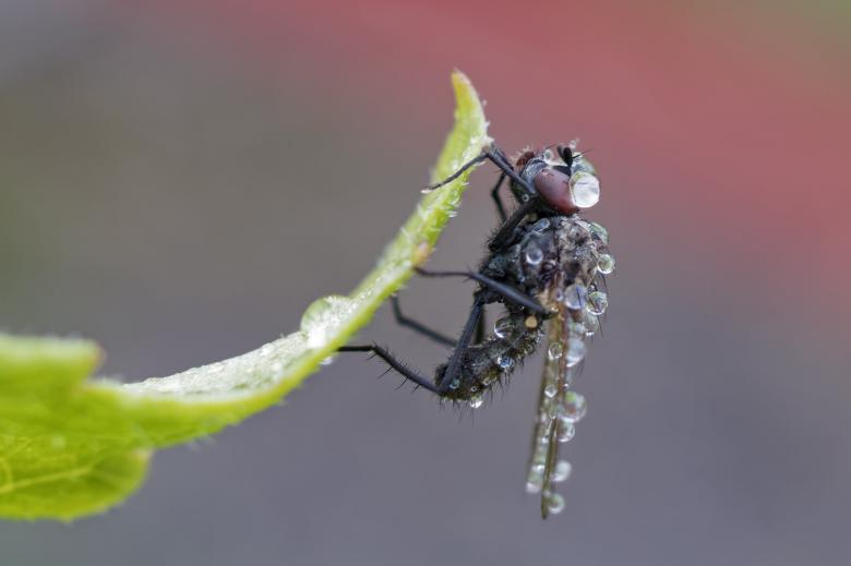 img./free-photo/macro-portrait-young-wo