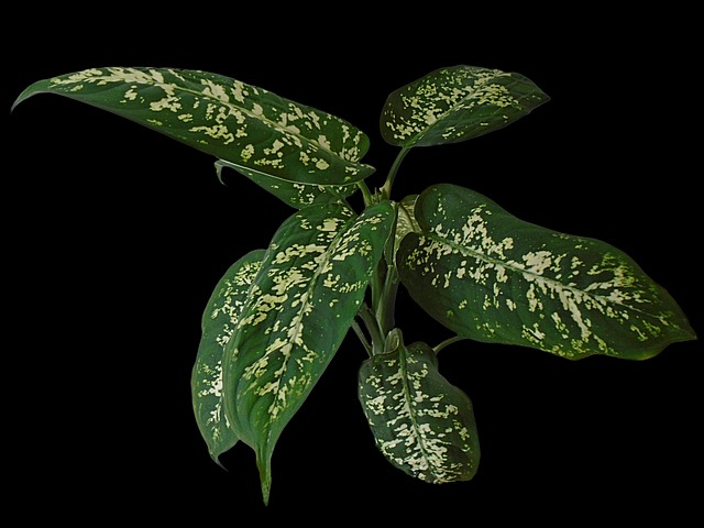 dieffenbachia, leave, plants, spider plants