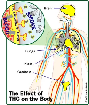 How thc interacts with the human body