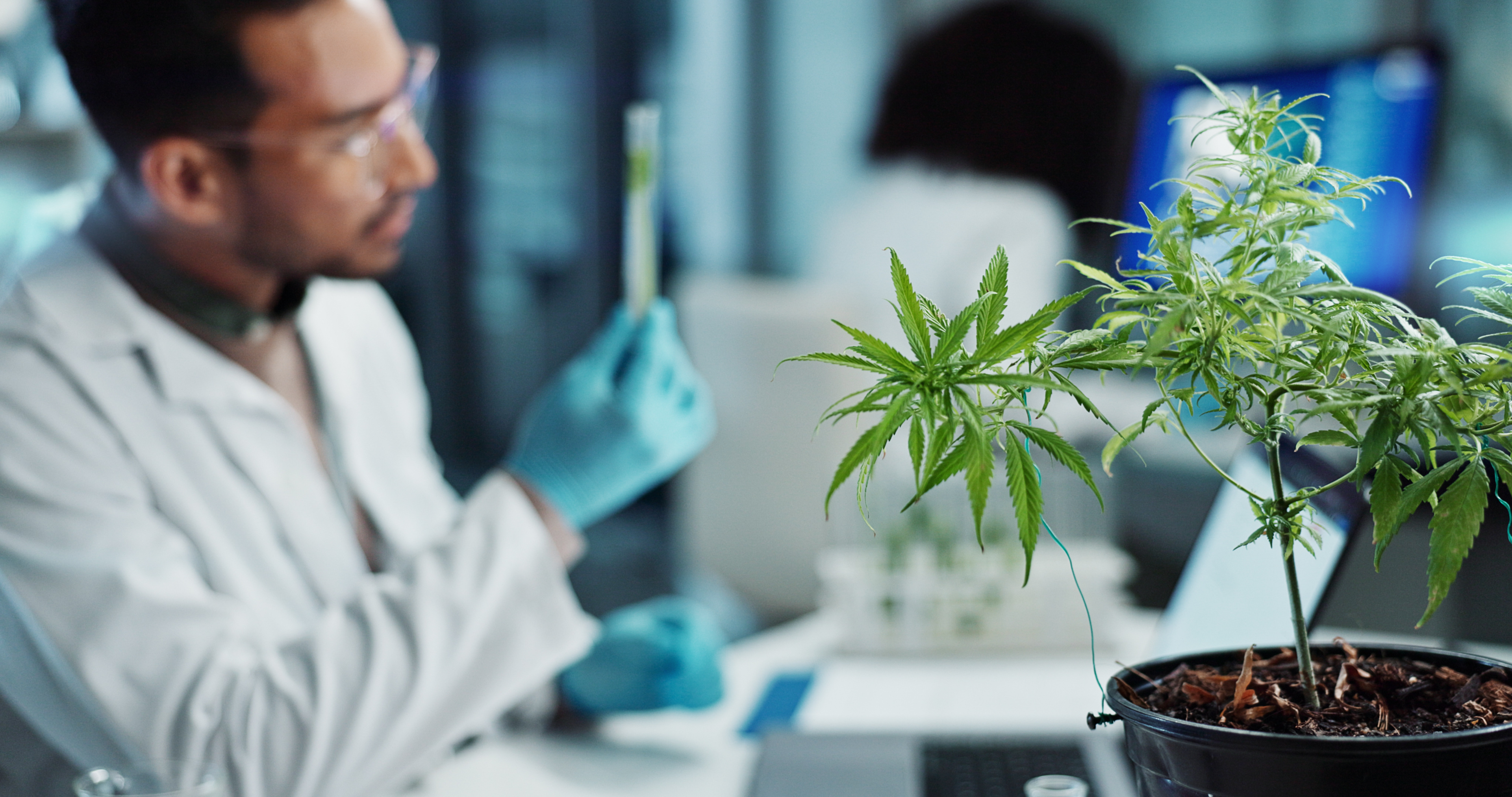 Cannabis labs like our third party laboratory providers submit material on a sample they tested by our request to show off the purity and potency of our products. Our cannabis products go through laboratory testing to ensure safety in our products above all else.