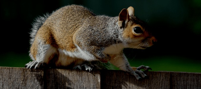 How to get rid of Squirrels in your attic the RIGHT way. 