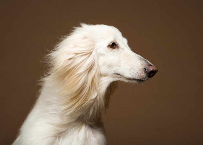 A picture of one of the single coated breeds. 