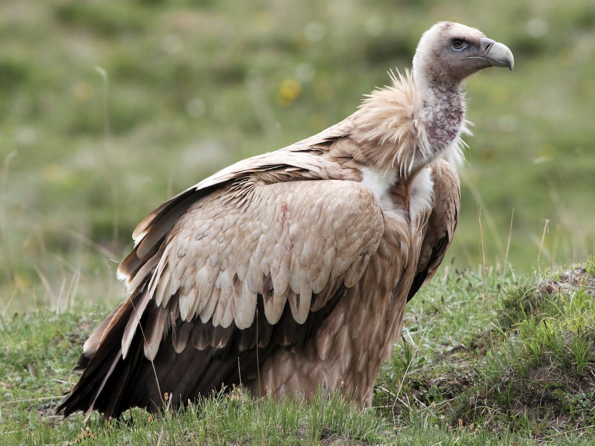 himalayan vulture heaviest flying birds