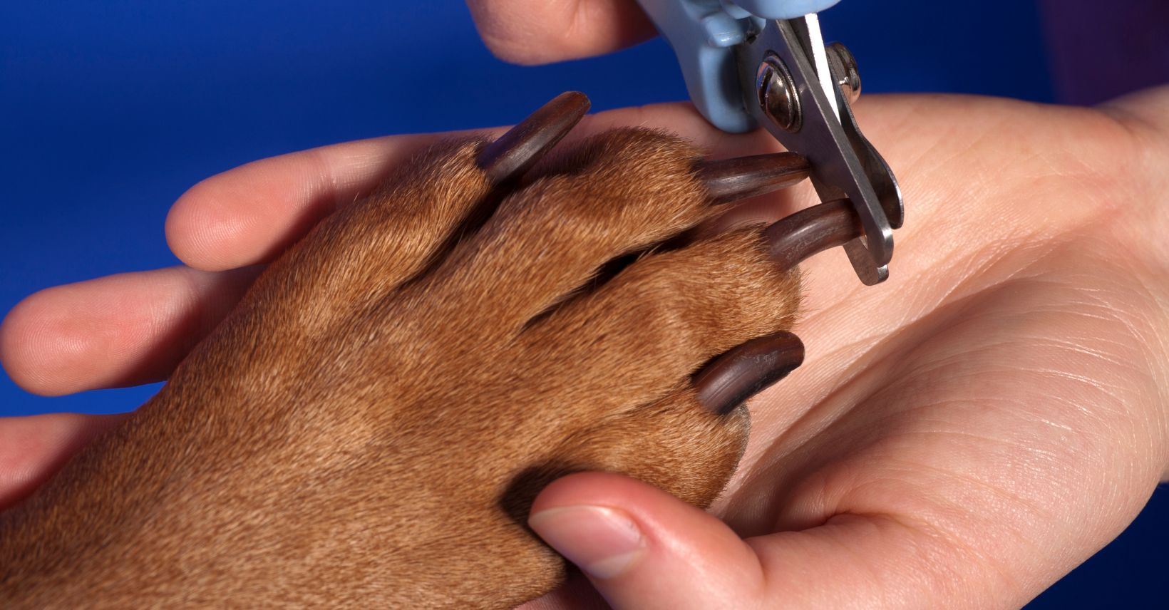 dog's nails dog nails, overgrown nails, dog nail, trim dog nails, overgrown dog nails, dog's nails, nail trimming, dog nail, nails trimmed, dog's nail, nail trims, dogs nails, dog nail clippers, trimming dog nails, trim dog nails, nail clippers, black nails, styptic powder, dog's nails, nail trimming, dog nail