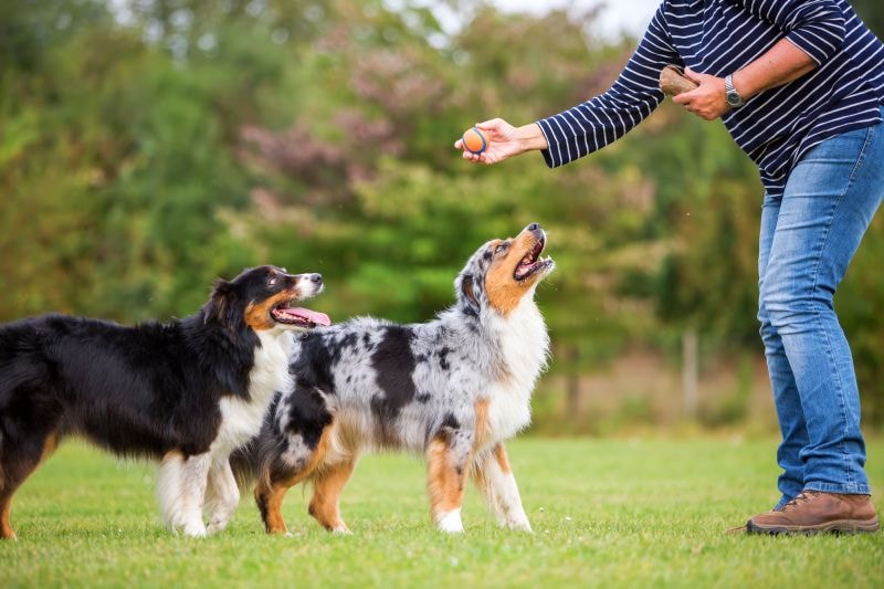 Training Tips for Multiple Dogs