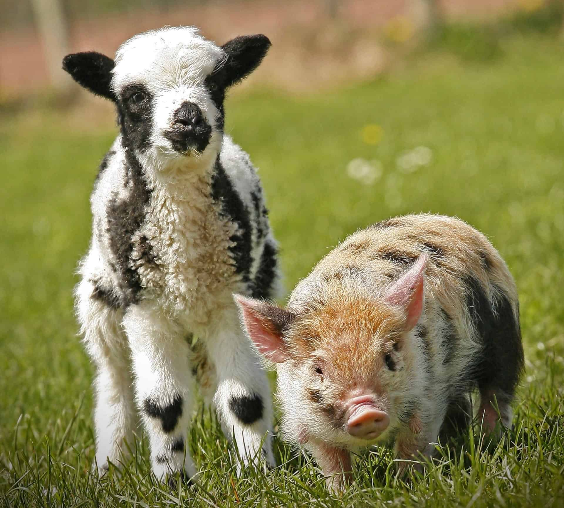 baby lamb and a micro pig side by side on the grass