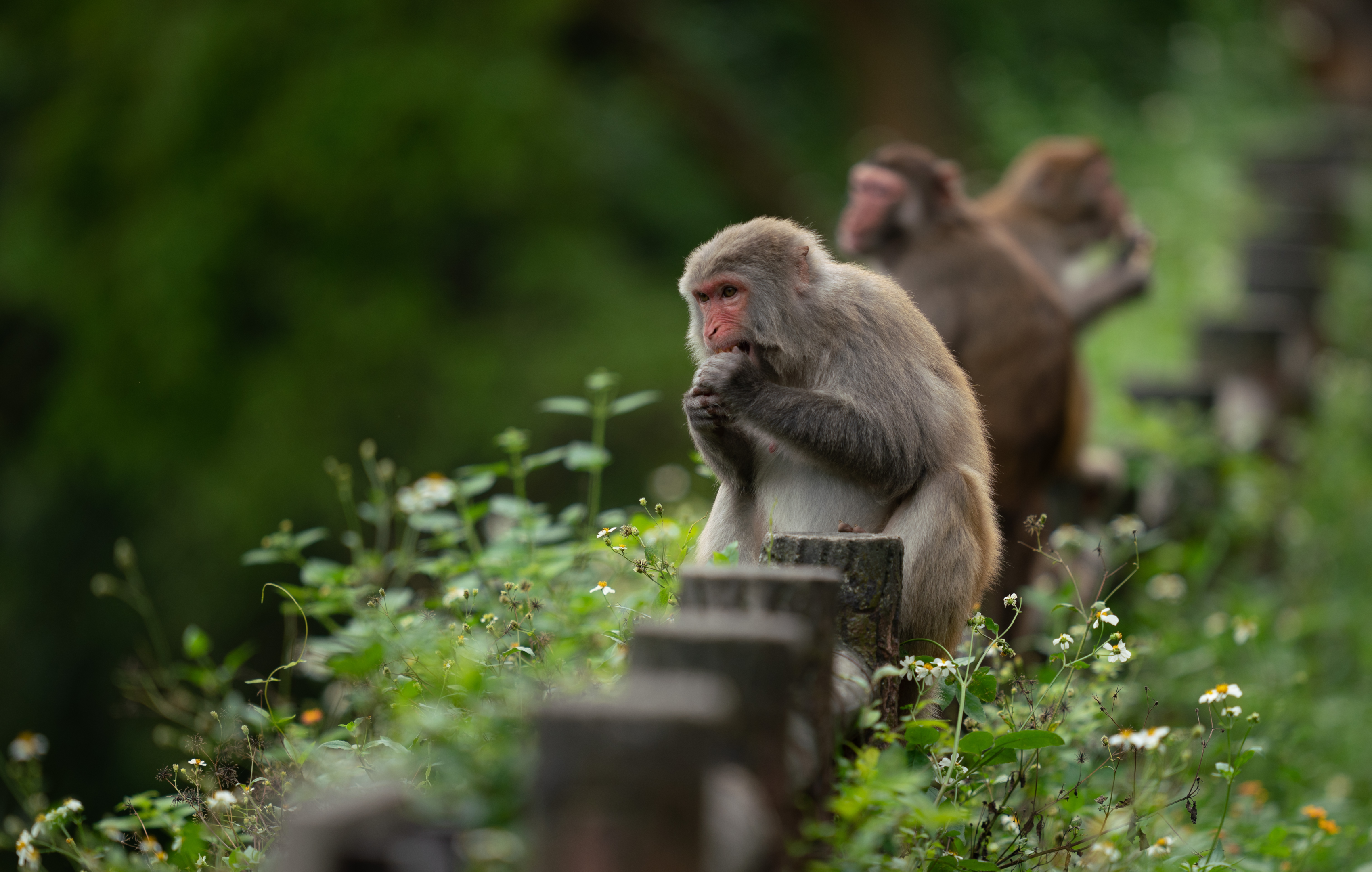 small island of monkey, pink faced monkeys, rhesus macaque