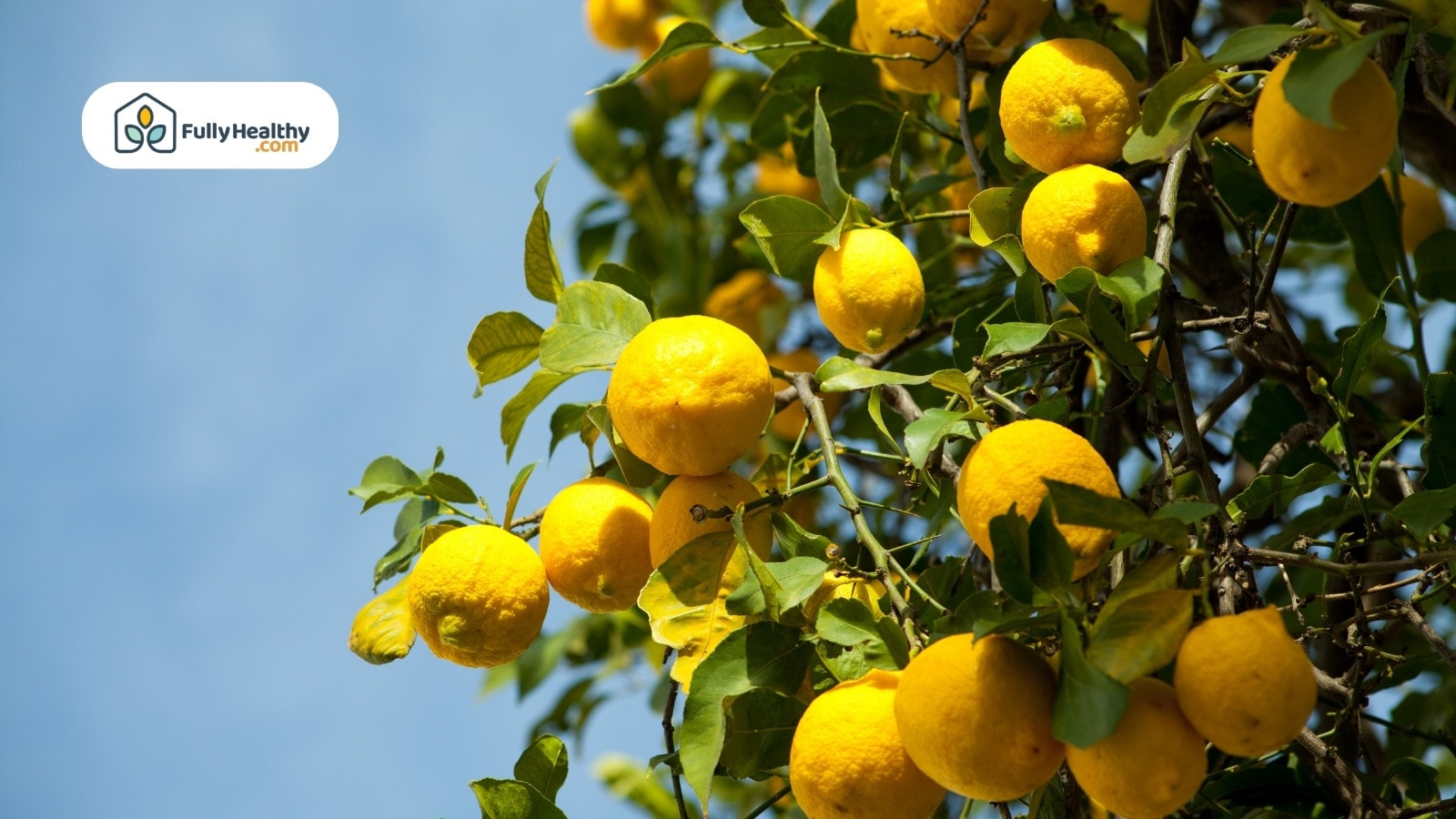 Ripe yellow lemons growing on tree branches against a blue sky