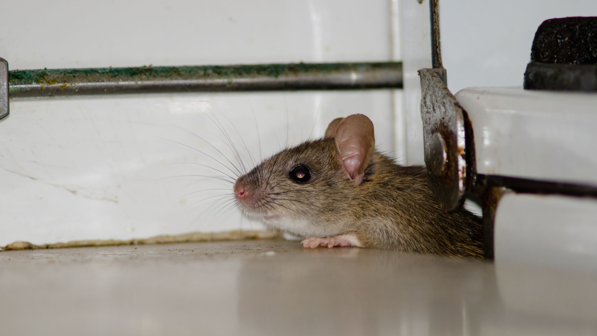 An image of a house mouse peaking around an appliance. 