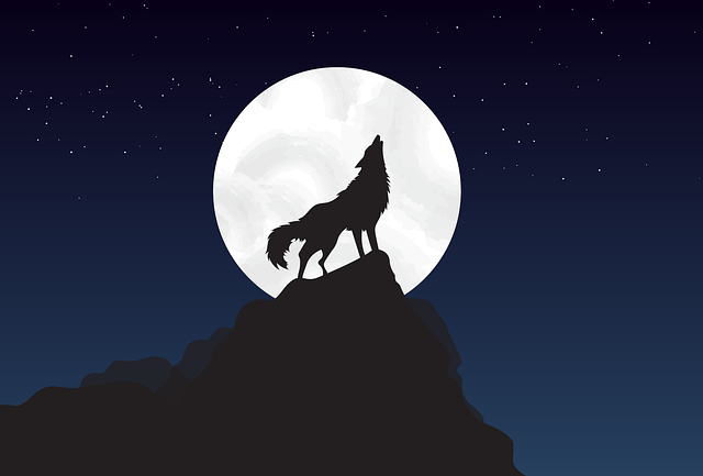 wolf, moon, nighttime shop