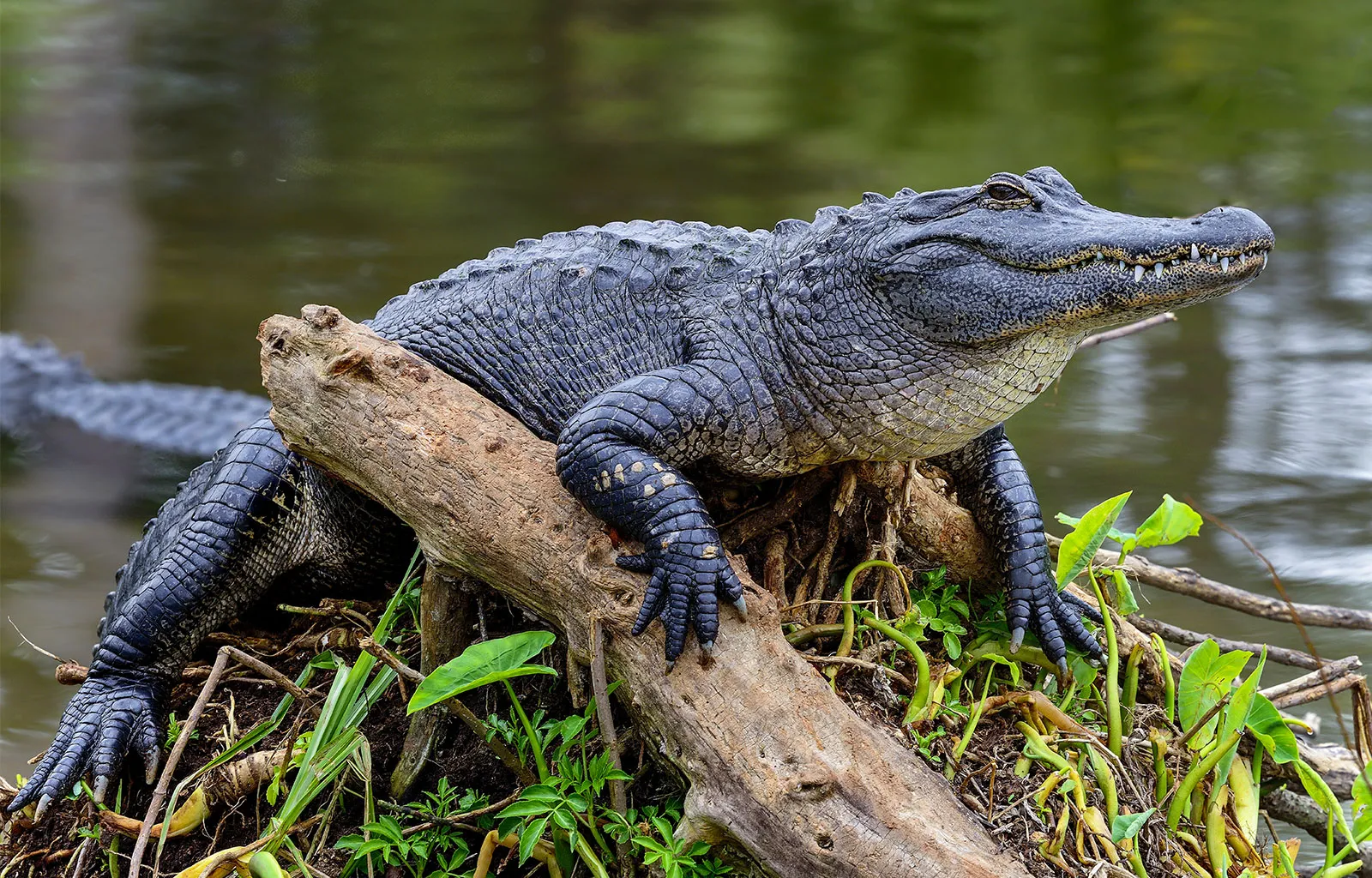 An alligator relaxing on a tuft of marshland in a Florida swamp.