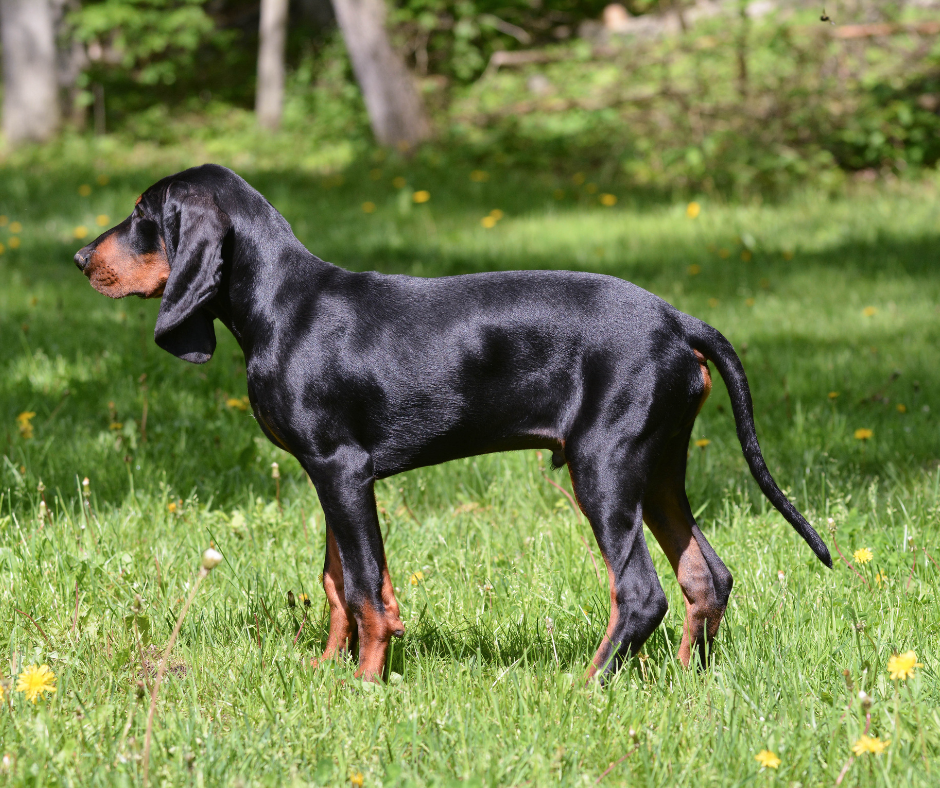 A Black and Tan Coonhound standing in a grass field