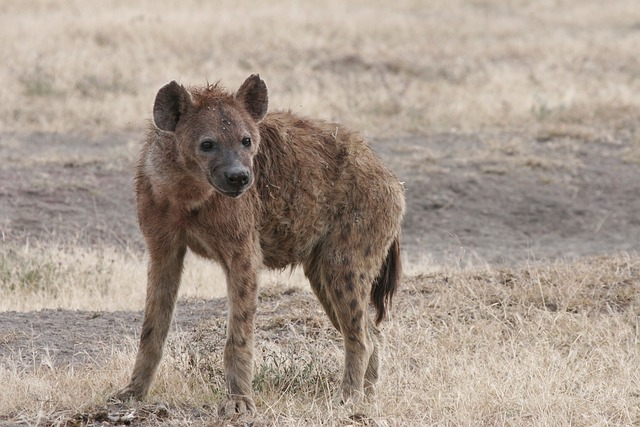 hyena, africa, wildlife