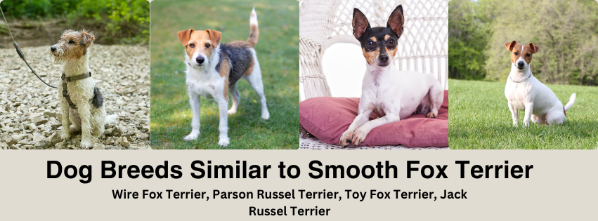 A photo collage of dog breeds similar to the Smooth Fox Terrier