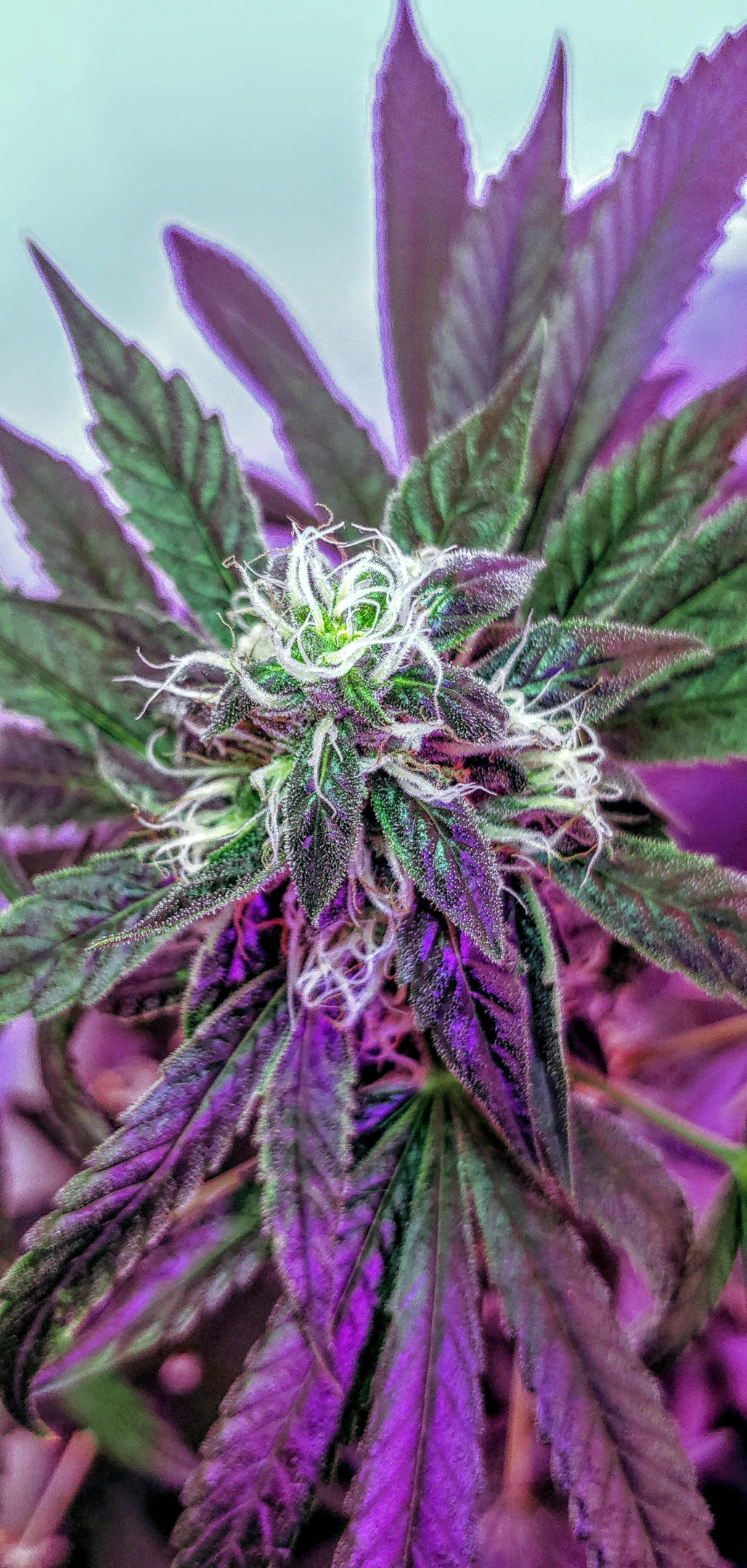 Pink Kush week 5