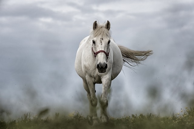 A white horse running. 