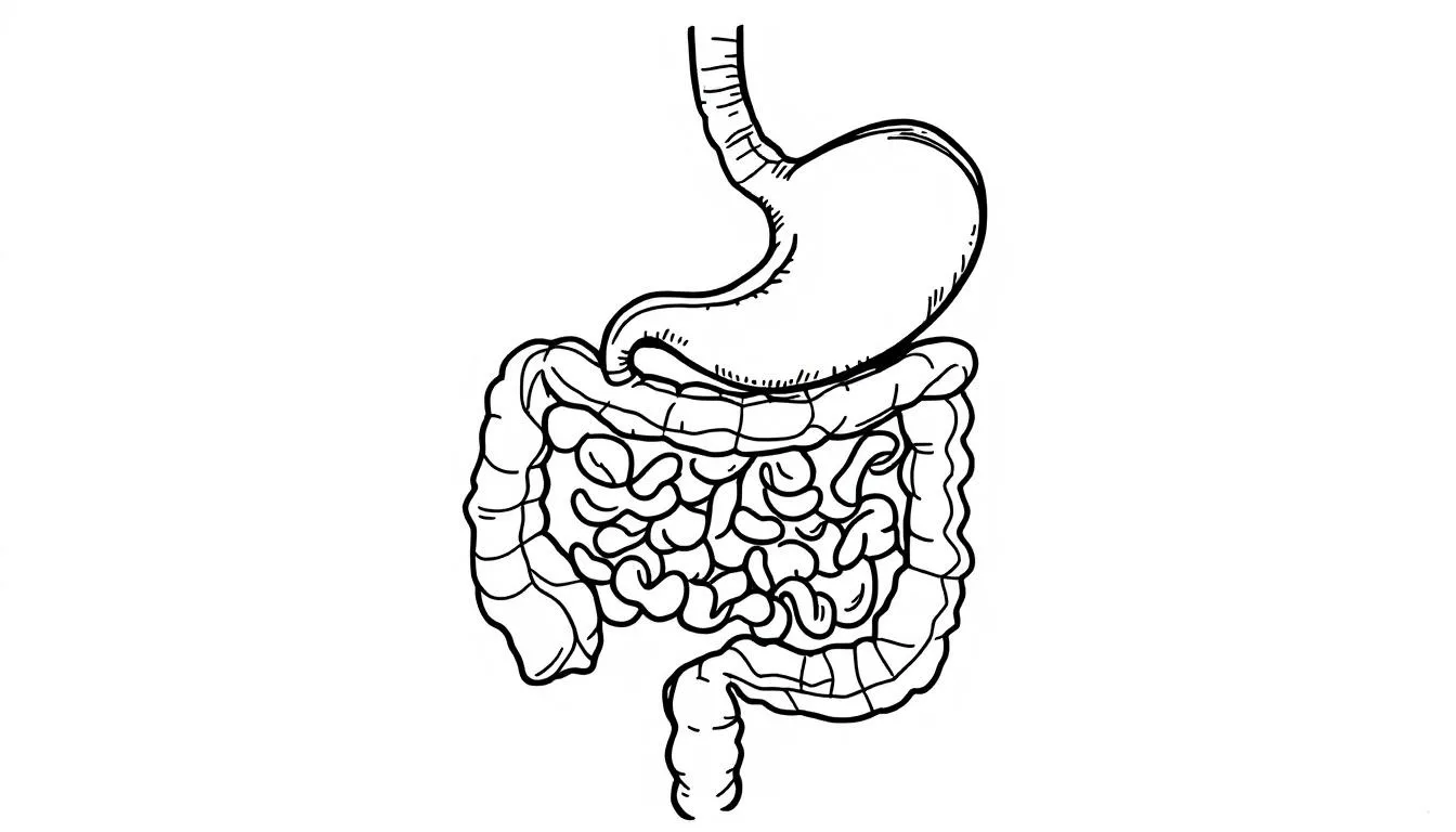 An illustration of the human digestive tract