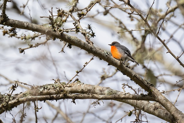 flame robin, robin, petroica phoenicea