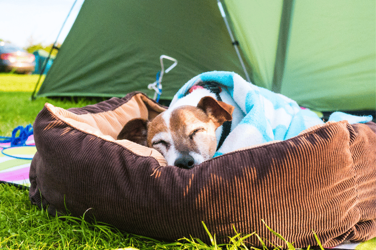 Dog sleeping in his bed while camping