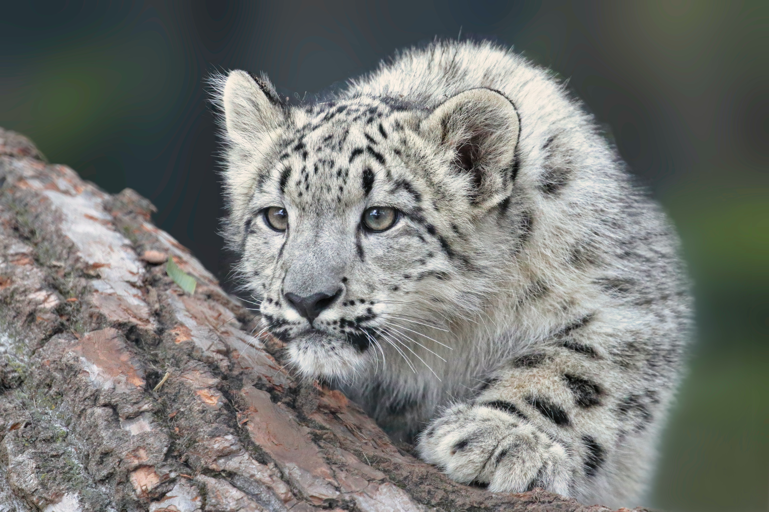 A snow leopard in the wild, looking out from a rocky outcrop