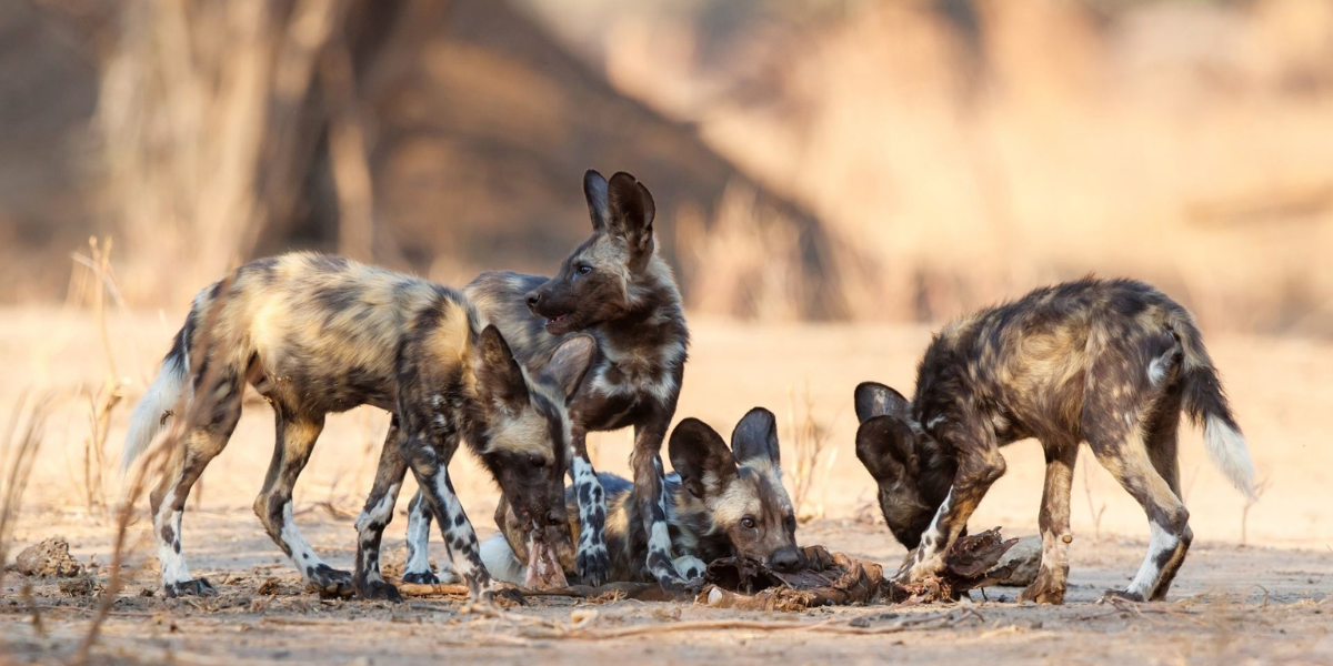 interesting animals in zimbabwe