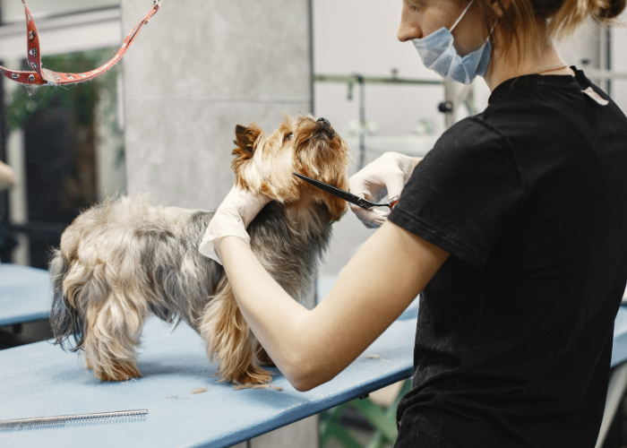 A picture of a person grooming a single coated dog. 
